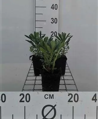Obrázok produktu pre 6 x Euphorbia characias - ostrica - kvetináč 9 x 9 cm