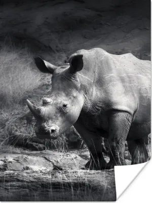 Produktbild von MuchoWow® Poster Rhinozeros - Natur - Gras - Schwarz - Weiß 120x160 cm - Wandbilder