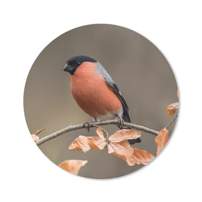 Produktbild von MuchoWow® Mauspad Mousepad Vogel - Laub - Herbst - Gimpel - 40x40 cm - Mousepads - Maus Mat - Pad - Mausunterlage - Schreibtisch Accessoires