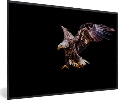Produktbild von MuchoWow® MuchoWow® Gerahmtes Poster Adler - Vogel - Federn 30x20 cm - Poster mit zchwarzem Bilderrahmen - Kunstdruck - Bild-Poster