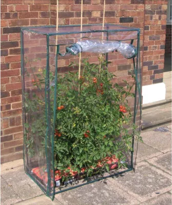 A small greenhouse with tomato plants inside, placed on a patio next to a brick wall.