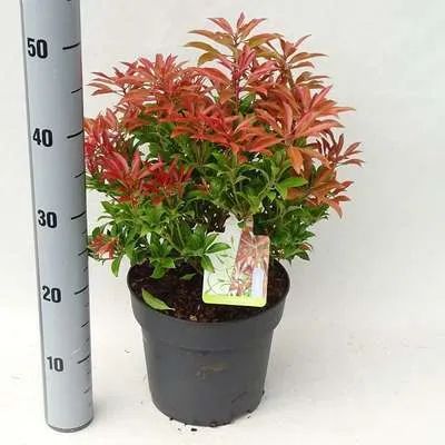 Immagine prodotto di Pieris jap. 'Mountain Fire' - Lavanda giapponese Heath 30-40 cm - Contenitore
