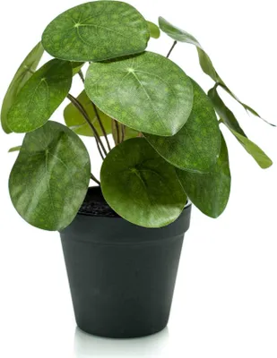 Produktbild von artplants.de Künstliche Sukkulente Glückstaler Sybil, grün, 20cm - Kunstpflanze Pilea