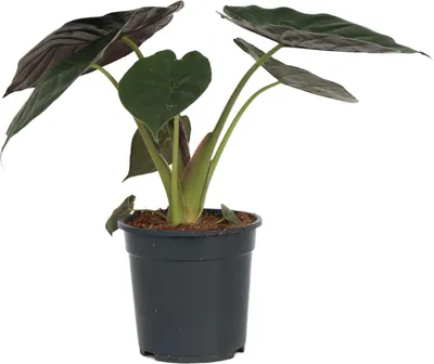Produktbild von Elefantenohr - Alocasia 'Wentii' - Höhe 70-80 cm - Topf 19 cm