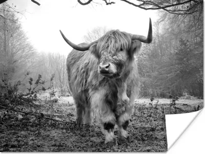 Produktbild von MuchoWow® Poster Schottische Hochlandrind - Natur - Herbst - Tiere - Wildtiere - Wald 160x120 cm - Foto Plakat