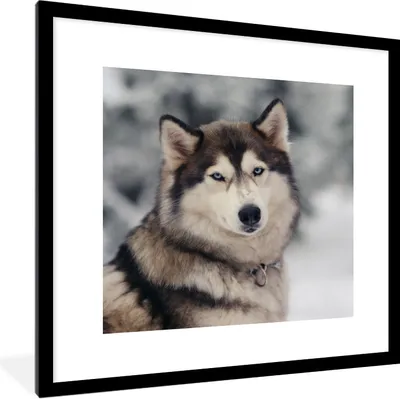 Produktbild von MuchoWow® Gerahmtes Poster Porträt eines Huskys 40x40 cm - Poster mit Schwarzem Bilderrahmen Wandposter Rahmen Foto Bilder - Poster - Plakat im Rahmen