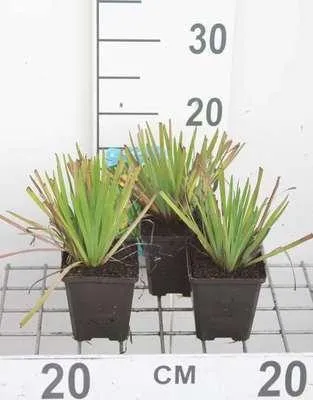 Obrázek produktu pro 6 x Sisyrinchium californicum - Trávníček - Topf 9 x 9 cm