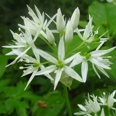 Image de 6 x Ail des blaireaux - Allium ursinum - Pot 9cm x 9cm