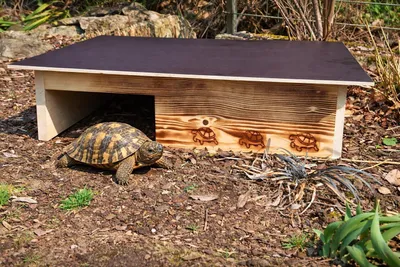 Productafbeelding van Schildpadhuis van 20 mm Massief Hout met Weerbestendig Dak