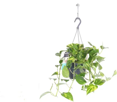 Produktbild von Efeutute Ampel ca. 50 cm – Epipremnum aureum Hängepflanze grün – pflegeleichte Zimmerpflanze für Wohnzimmer & Büro