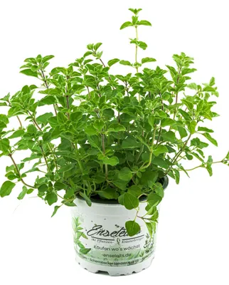 Produktbild von Enseleits Oregano,1 frische Küchenkräuter Pflanze