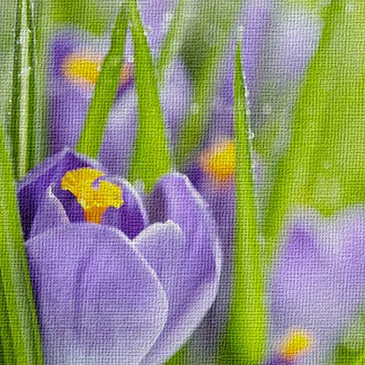 Produktbild von Krokusquellblüten - Leinwandbild auf Holzrahmen 140x100 cm