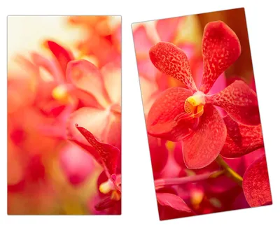 Produktbild von Spritzschutz Herdabdeckplatte Schneidebrett aus Glas Orchideen 2-Teilig (60x52cm)