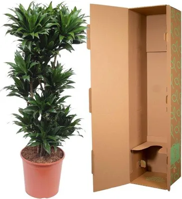 Productafbeelding van Famanu Dracaena Compacta - 140 cm - diameter 30 cm