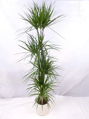 Produktbild von [Palmenlager] - XXL Dracaena marginata 190 cm / 5er(!) Tuff // Drachenbaum