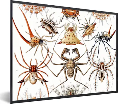 Produktbild von MuchoWow® Gerahmtes Poster Retro - Spinne - Ernst Haeckel - Spinnen 40x30 cm - Poster mit Schwarzem Bilderrahmen Wandposter Rahmen Foto Bilder - Kunstposter - Wanddekorationen