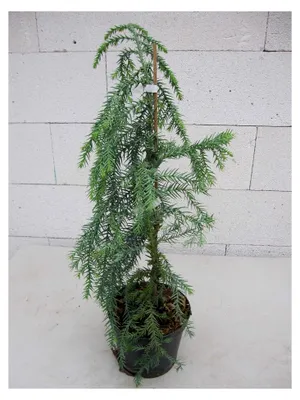 Produktbild von Taiwanie - Taiwania cryptomerioides - 30-40 cm
