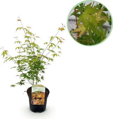 Image de Érable japonais Acer palmatum « Katsura » – Orange – Plante de balcon et de jardin – Ø 19 cm – Hauteur : environ 70 cm