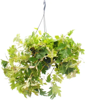 Zdjęcie produktu dla Roslina domowa wiszaca - Winorosl królewska - Cissus rhombifolia Ellen Danica - Kosz wiszacy 19 cm