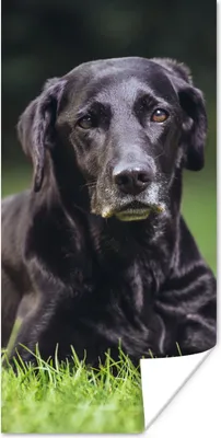 Produktbild von MuchoWow® Poster Ein schwarzer Labrador im Gras 20x40 cm - Plakat - Foto