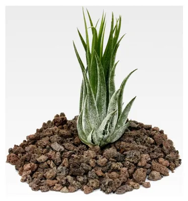 Produktbild von Tillandsia scarposa - Einzelpflanze