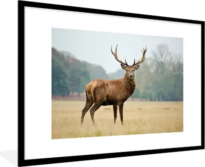 Produktbild von MuchoWow® MuchoWow® Gerahmtes Poster Hirsche - Tiere - Geweihe 90x60 cm - Poster mit zchwarzem Bilderrahmen - Wanddekoration - Fotos