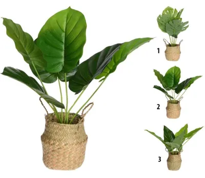 Zdjęcie produktu dla Roślina W Koszyku 46Cm