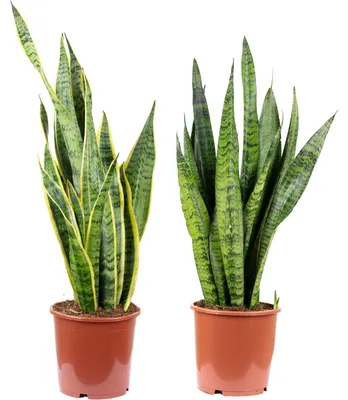 Produktbild von 2er-Set Bogenhanf - 1x Sansevieria zeylanica & 1x Sansevieria trifasciata 'Laurentii' - Höhe ca. 65 cm, Topf-? 17 cm