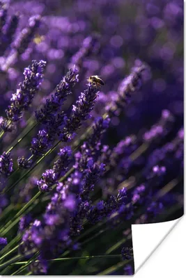 Produktbild von MuchoWow® Poster Nahaufnahme von Lavendel mit Biene 40x60 cm - Plakate für die Wand - Poster Babyzimmer