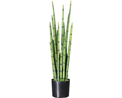 Produktbild von Kunstpflanze Sanserveria H 100 cm grün