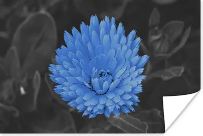 Produktbild von MuchoWow® Poster Blumen - Schwarz - Weiß - Blau 90x60 cm - Schlafzimmer