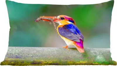 Produktbild von MuchoWow® Zierkissen Sofakissen Wohnzimmer Dekokissen 60x40 cm Eisvogel - Eidechse - Äste - Kopfkissen - Polster mit Foto