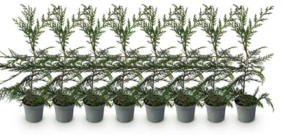 Image de Green boutiQ - Plantes de haie - Cupressocyparis leylandii - feuillage vert - 8 plants - 1 mètre linéaire - à feuillage persistant - pot de 9 cm, hauteur 35-40 cm