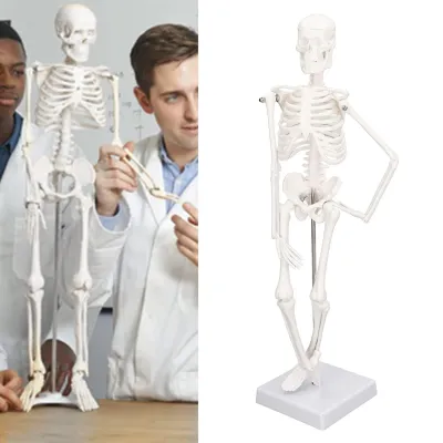 Productafbeelding van Menselijk Skelettmodel 45 cm - Anatomisch Skelett - Beweegbare Armen/Benenen - PVC Skelettmodel - Medische Opleiding - Inclusief Steun