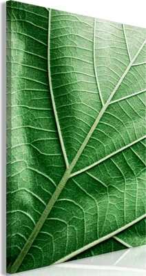 Produktbild von Italienischer Leinwand Leinwandbild - Malachite Leaf (1 Part) Vertical 20x30 cm Blätter b-C-0589-b-a
