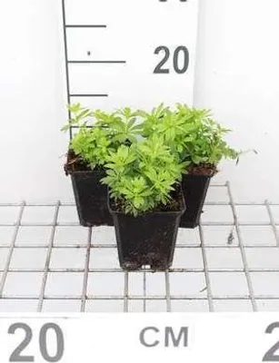 Immagine prodotto di 6 x Galium odoratum (asperula.od.) - Galium - vaso 9 x 9 cm
