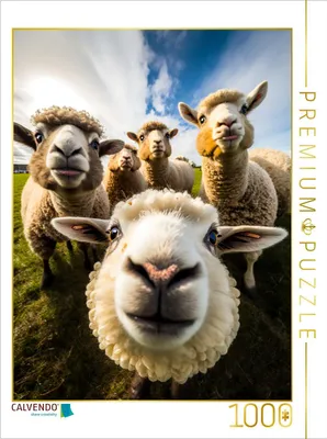 Produktbild von CALVENDO Puzzle Schafe | 1000 Teile Lege-Größe 64x48cm Foto-Puzzle für glückliche Stunden