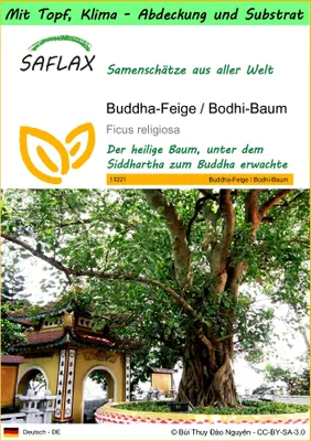Produktbild von SAFLAX Garden to go - Buddha-Feige / Bodhi-Baum - Ficus religiosa - 100 Samen - Mit Topf, Klima - Deckel und Anzuchtsubstrat