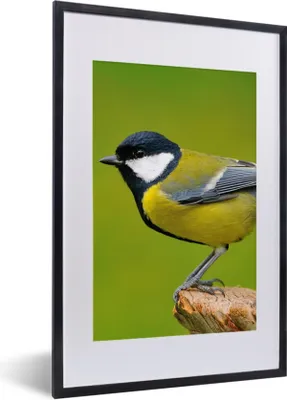 Produktbild von MuchoWow® Gerahmtes Poster Vogel - Kohlmeise - Tiere - Grün 40x60 cm - Poster mit Schwarzem Bilderrahmen Wandposter Rahmen Foto Bilder - Poster in Rahmen