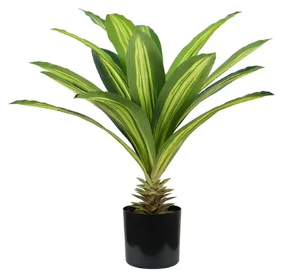 Kunstpflanze Dracaena, 60 cm, 19 Blätter, Polyethylen, mit Moostopf