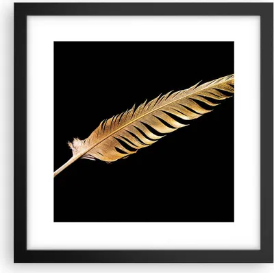 Produktbild von Gerahmtes Poster - Schwarzer Rahmen - Golden Feder Schwarz - 30x30 cm - Wand Bild - Wanddeko - Wandbilder - Kunstposter - Wandposter - Bilderrahmen - Bilder - Kunstdruck - P2BAC30x30-4887