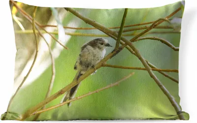 Produktbild von MuchoWow® Outdoor Kissen - Vogel zwischen den Zweigen - 50x30 cm - Wetterfest - Lounge Kissen - Sofa kissen - Wohnzimmer Dekoration