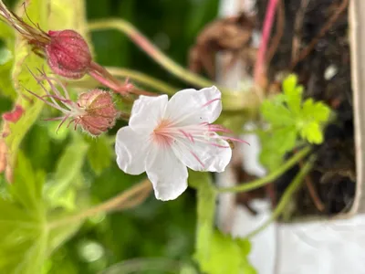Immagine prodotto di 6 x Geranium macr. 'Spessart' - Cranesbill in - vaso 9x9 cm