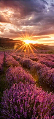 Produktbild von Türtapete Türposter Lavendelfeld bei Sonnenuntergang - Sonnenstrahlen - Größe: 93 x 205 cm