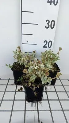Immagine prodotto di 6 x Ballota pseudodictamnus compatta - pseudodictamnus - Topf 9 x 9 cm