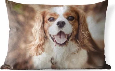 Produktbild von MuchoWow® Outdoor Kissen - Cavalier King Charles Spaniel im Herbst - 50x30 cm - Wetterfest - Lounge Kissen - Sofa kissen - Wohnzimmer Dekoration
