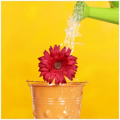 Produktbild von Wallario Möbeldesign -  Glasplatte, Schutzplatte mit Motiv - geeignet für Ikea Lack Tisch, Größe: 55 x 55 cm, Motiv: Rote Blüte im Blumentopf - frisch begossen