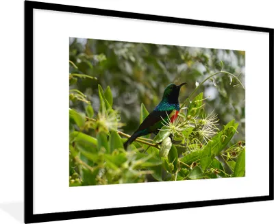 Produktbild von MuchoWow® MuchoWow® Gerahmtes Poster Vogel zwischen den Blättern im Dschungel 90x60 cm - Poster mit zchwarzem Bilderrahmen - Wanddekoration - Fotos