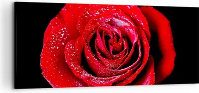 Produktbild von Bild auf Leinwand - Leinwandbild - Rose Blume Blütenblätter Wasser - 120x50cm - Wand Bild - Wanddeko - Leinwanddruck - Bilder - Kunstdruck - Leinwand bilder - Wandkunst - AB120x50-0370