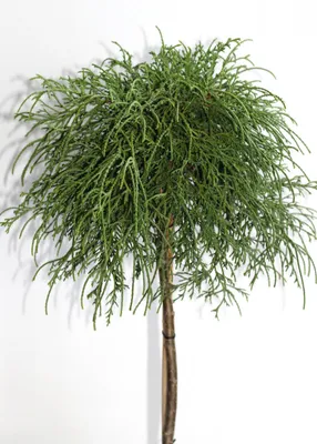Obrázek produktu pro Cypřišek zelený chamaecyparis 'filifera nana' vysoký kmen 50 - 60 cm
